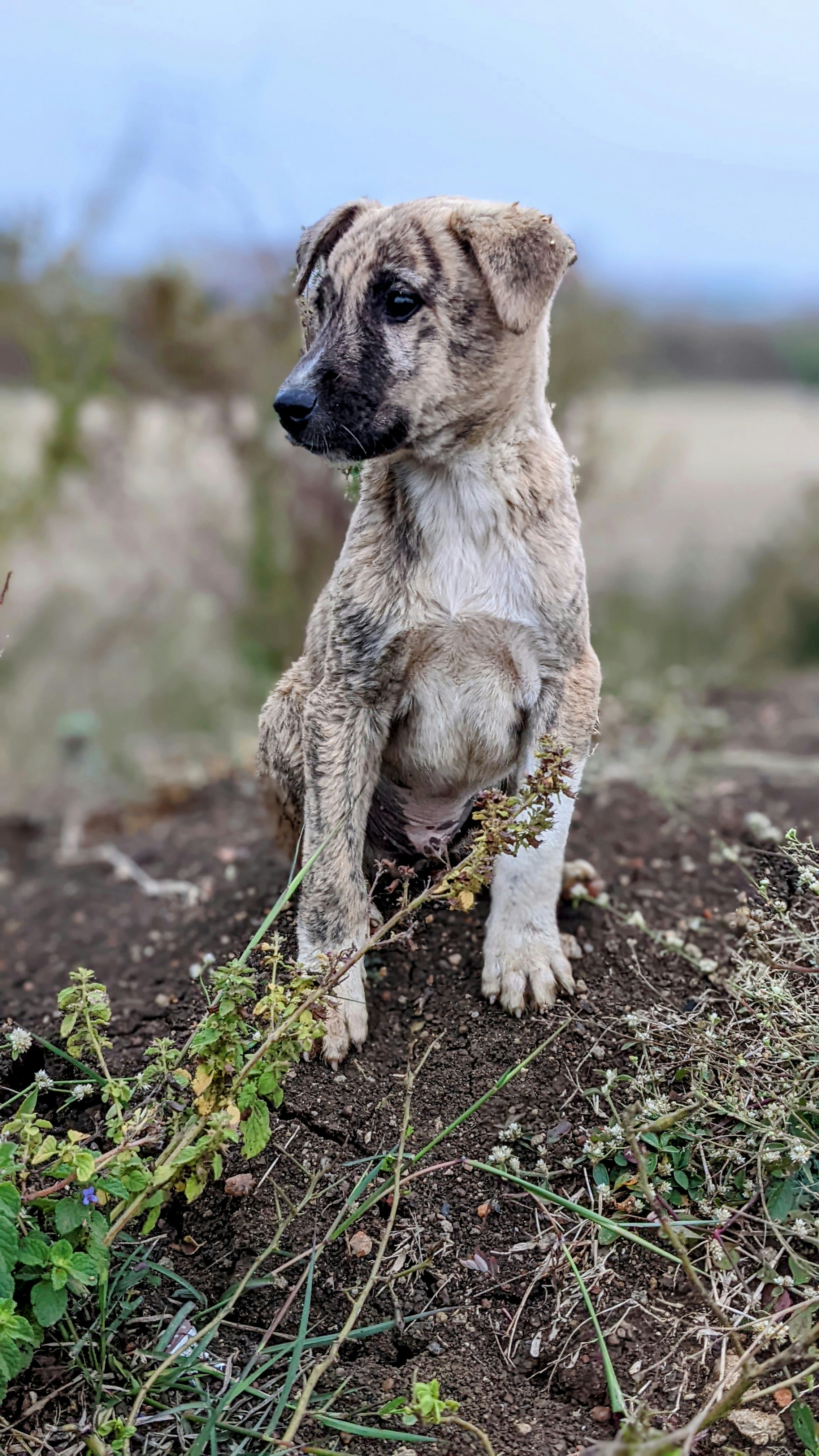 Un cane seduto sulla cima di una collina sterrata