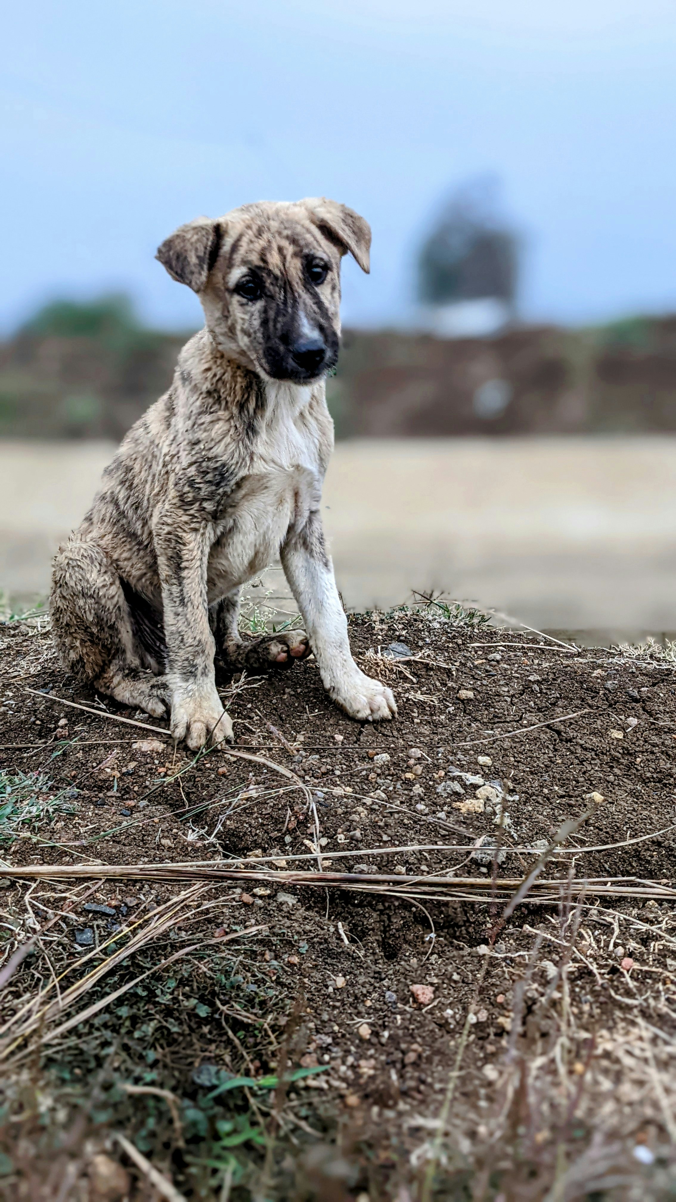 un cane seduto in cima a un mucchio di terra