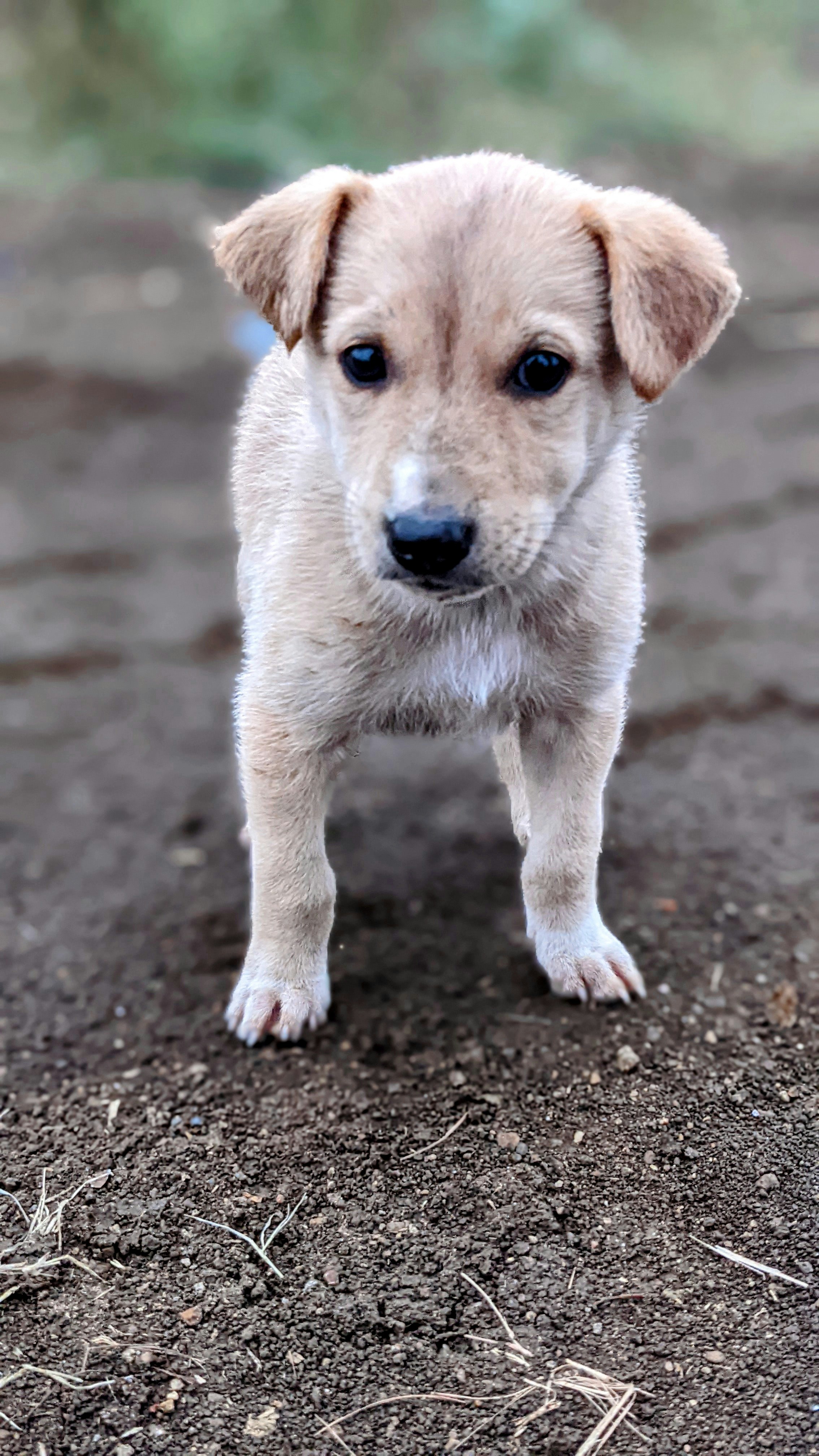 un piccolo cane in piedi in cima a un campo sterrato