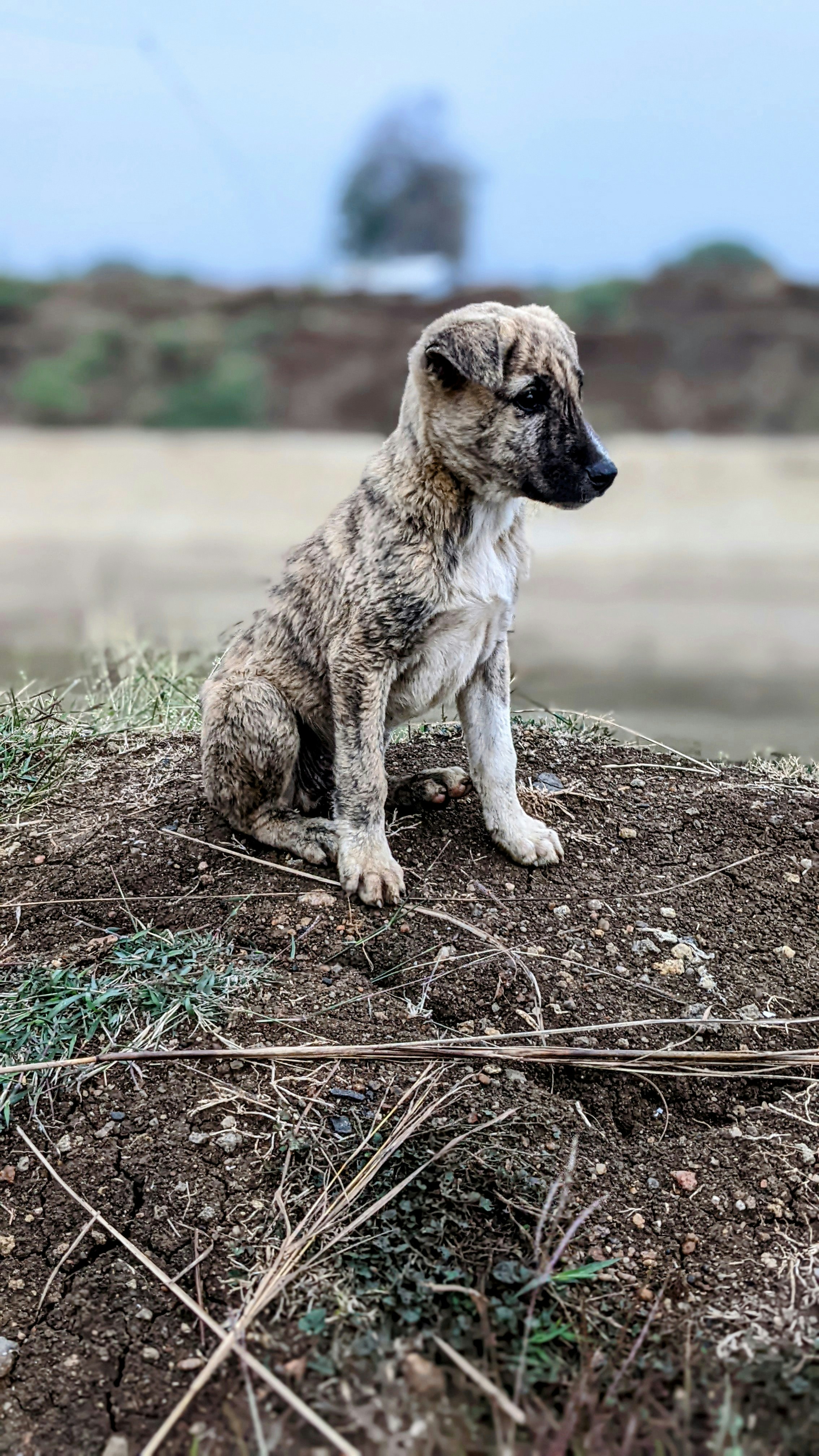 Un cucciolo seduto sopra un mucchio di terra