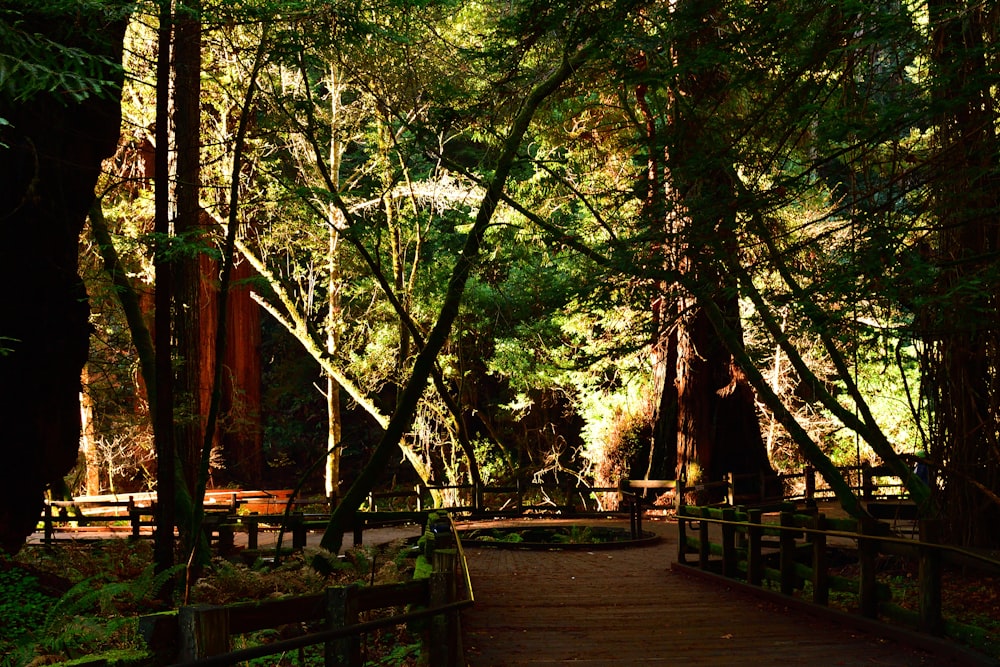 a wooden walkway through a forest with lots of trees