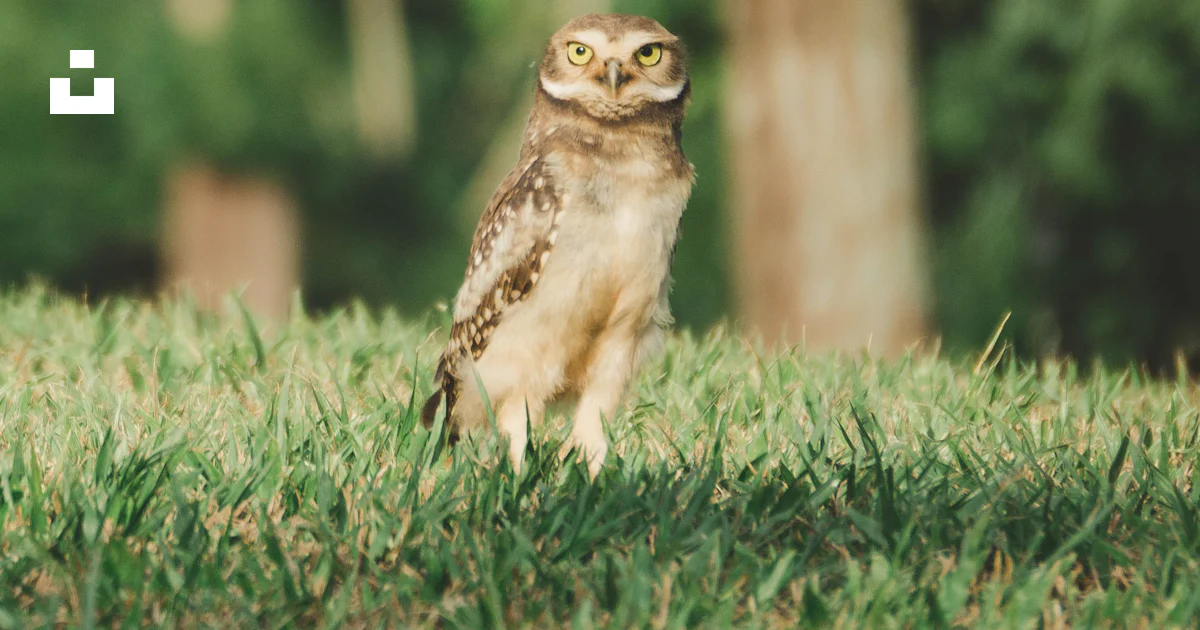 Foto Un pequeño búho parado en la cima de un exuberante campo verde ...