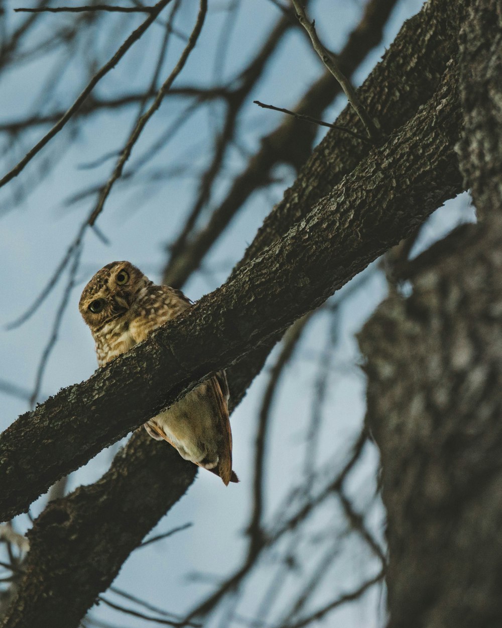 a small owl perched on a tree branch