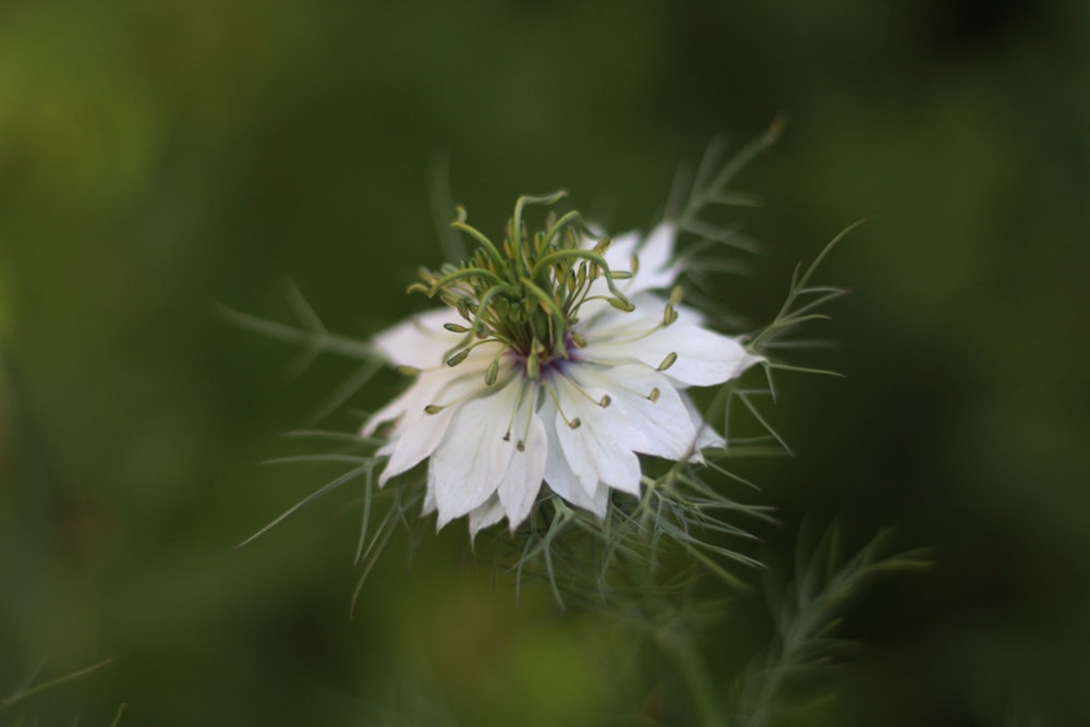 a close up of a white flower with a green background