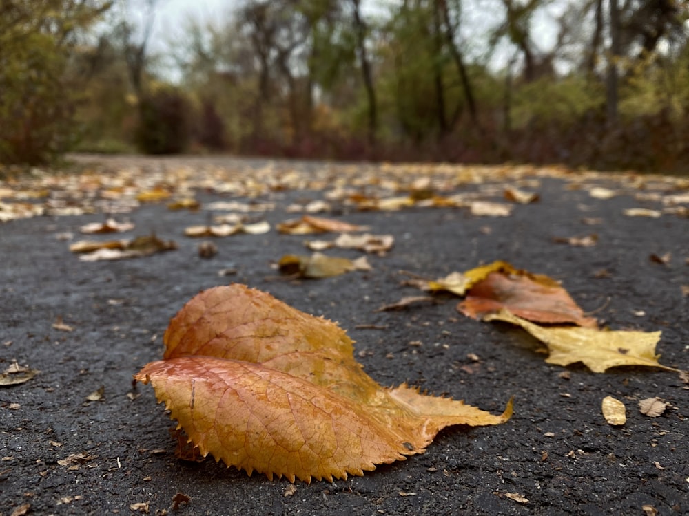 uma folha deitada no chão no meio de uma estrada