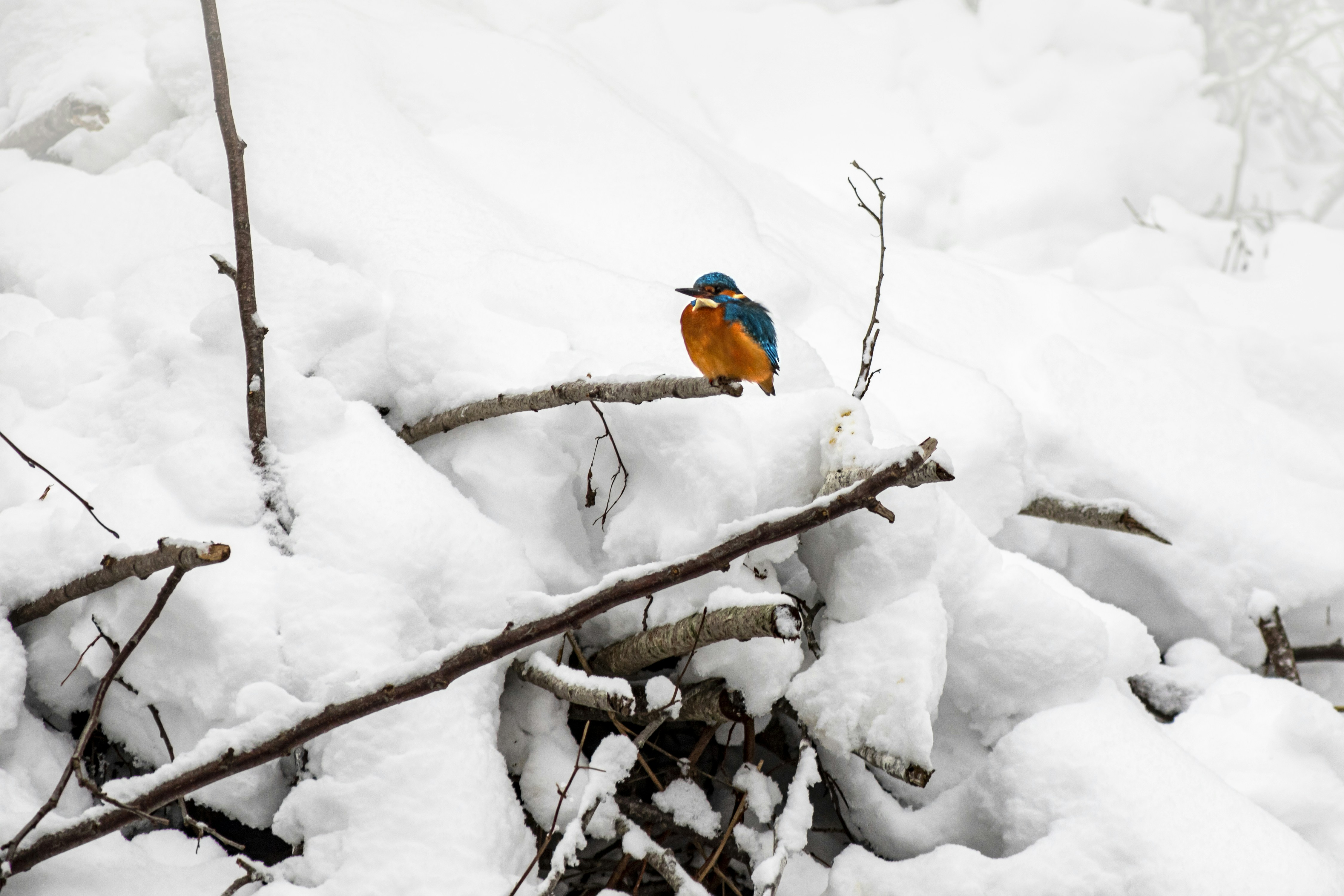 Photo by erik_karits