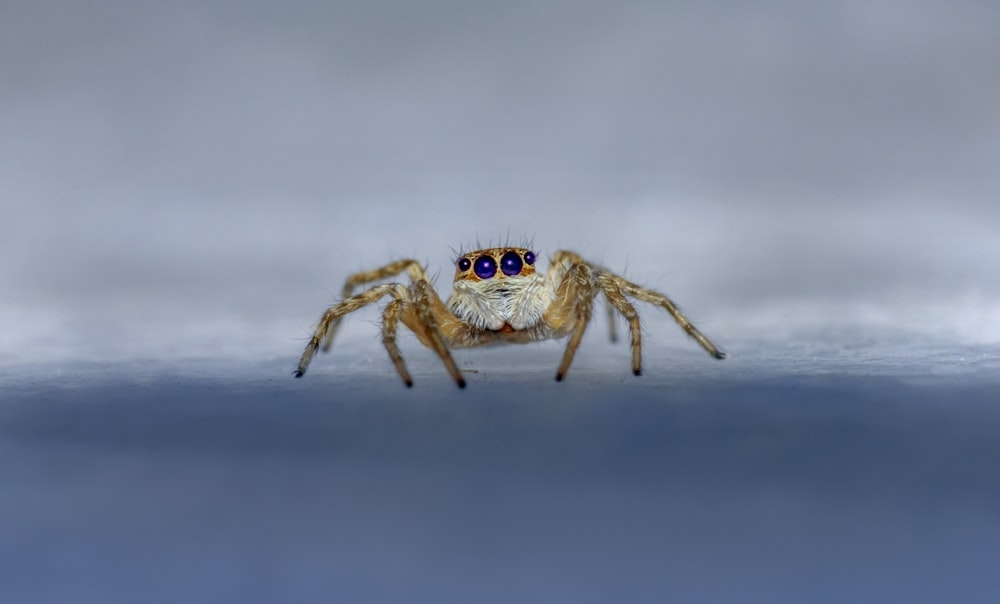 a close up of a spider with blue eyes