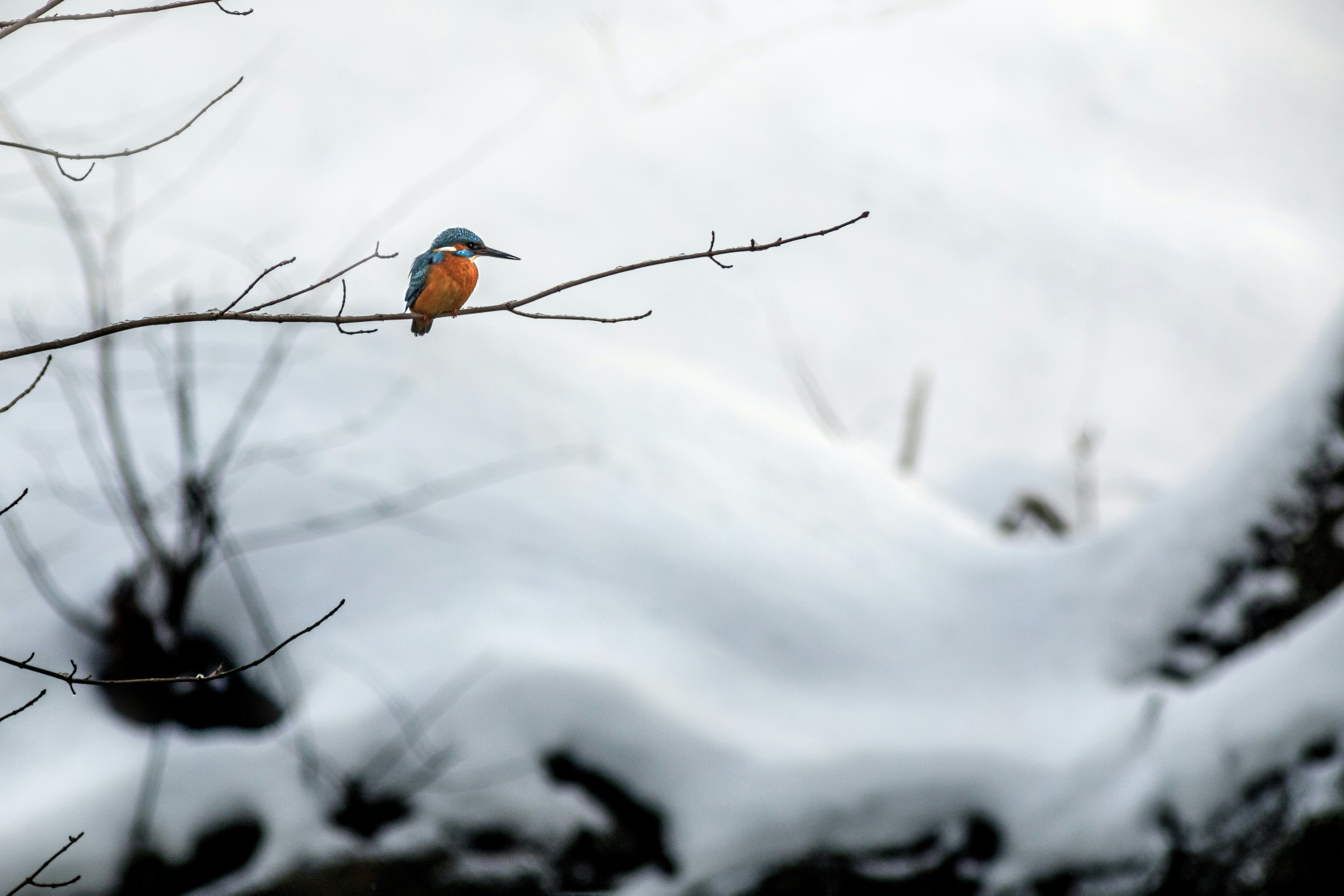 Photo by erik_karits