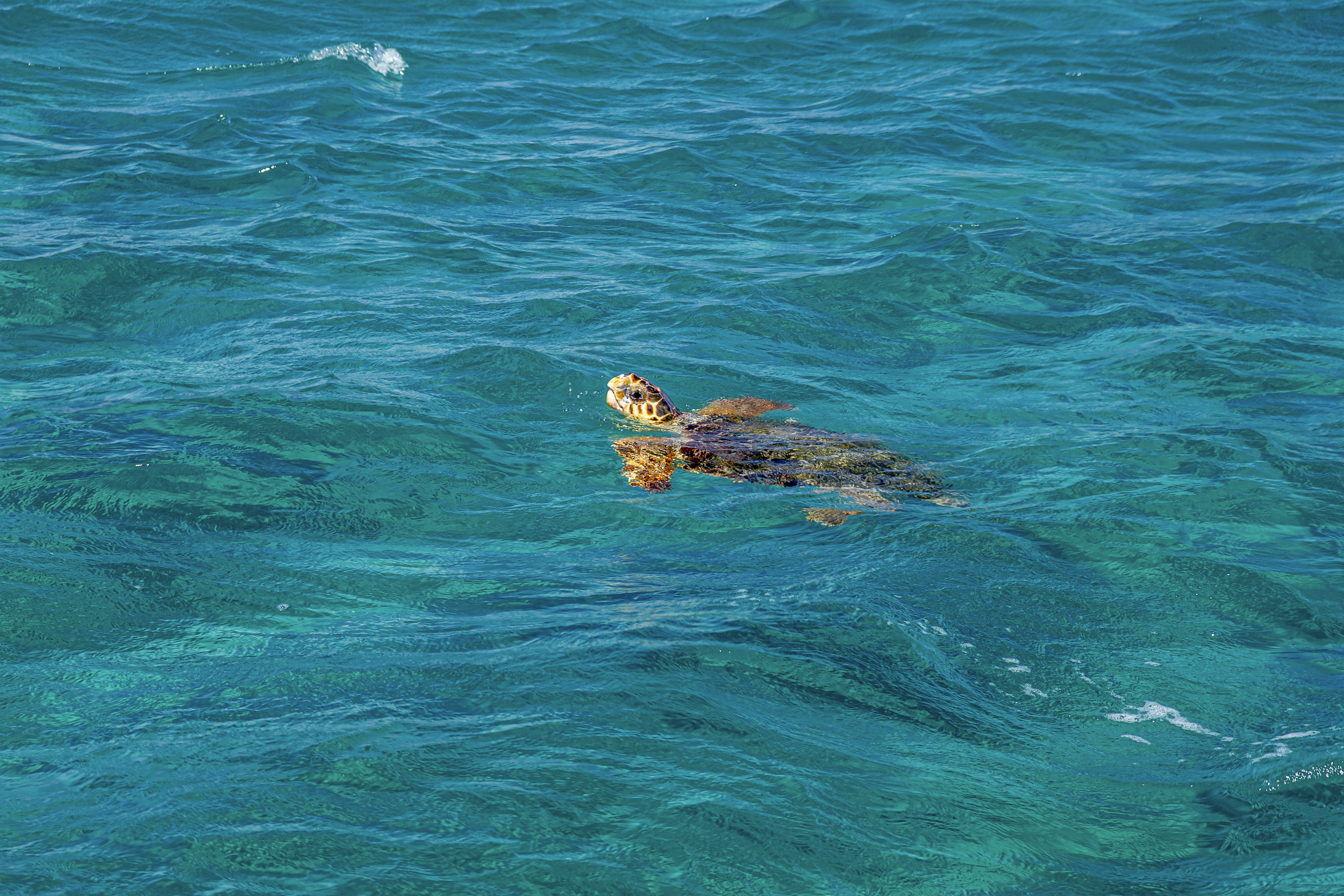 Snorkeler swimming with a Hawaiian green sea turtle at Turtle Town