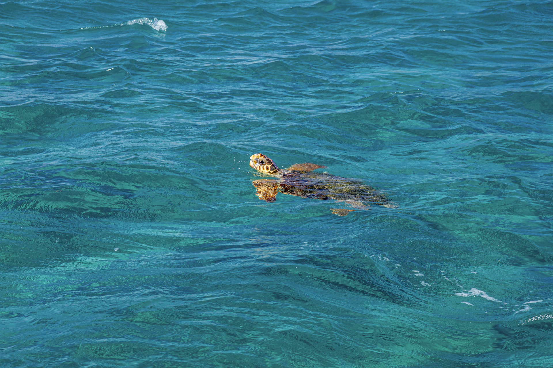 a turtle swimming in the blue water of the ocean