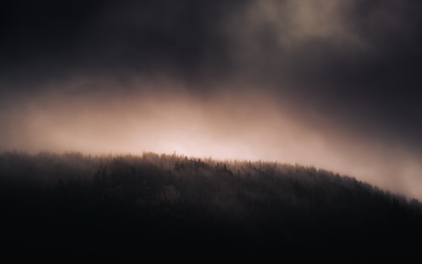 A moody, atmospheric landscape with soft cream light filtering through dark silhouetted trees.