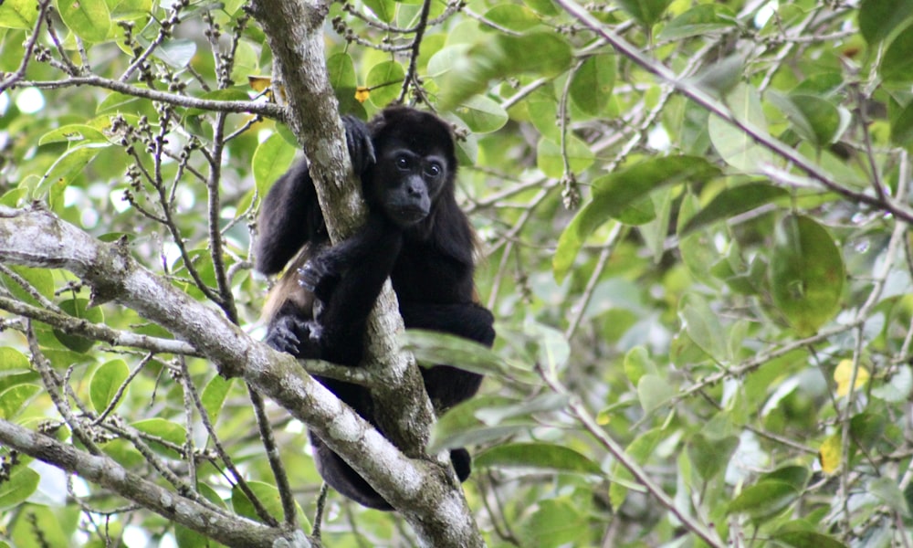 나무 위에 앉아 있는 검은색과 갈색 원숭이