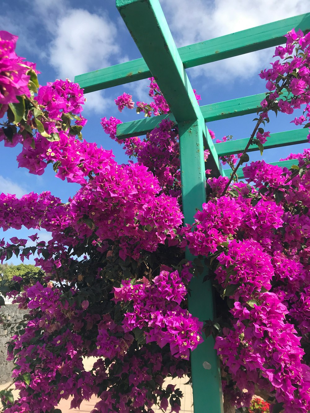 purple flowers are growing on a green trellis