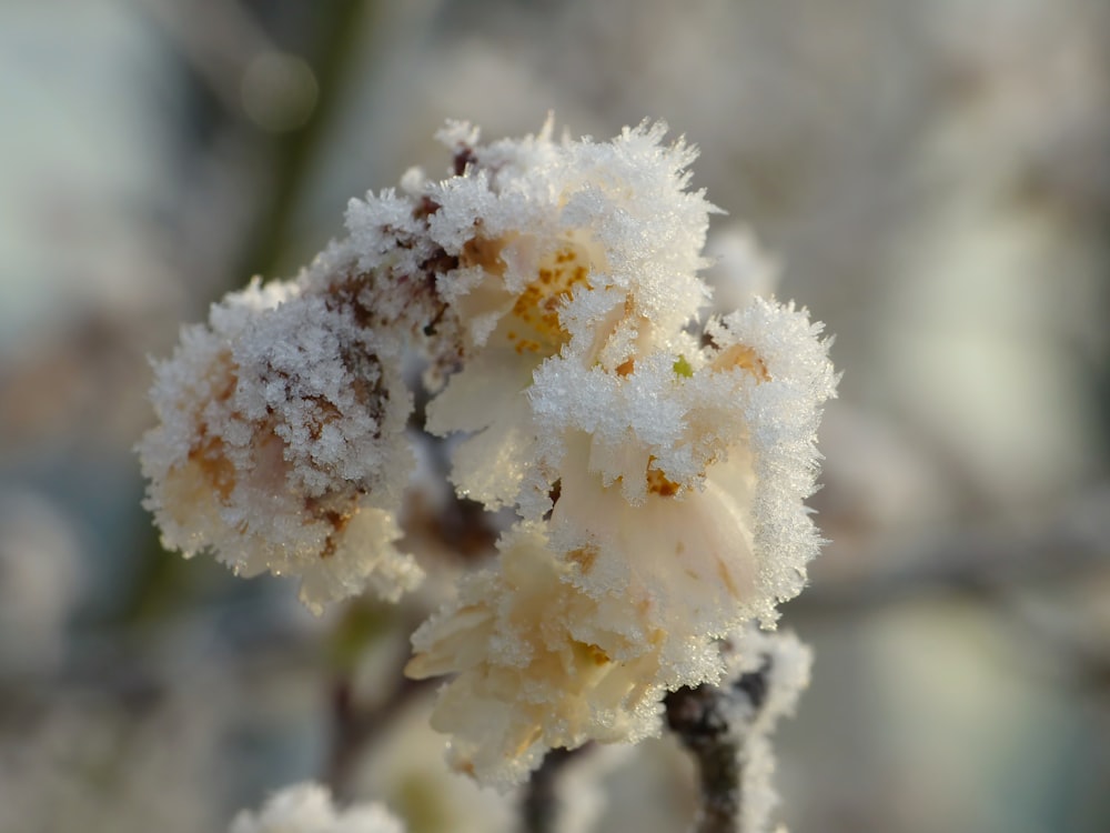 a close up of a flower with snow on it