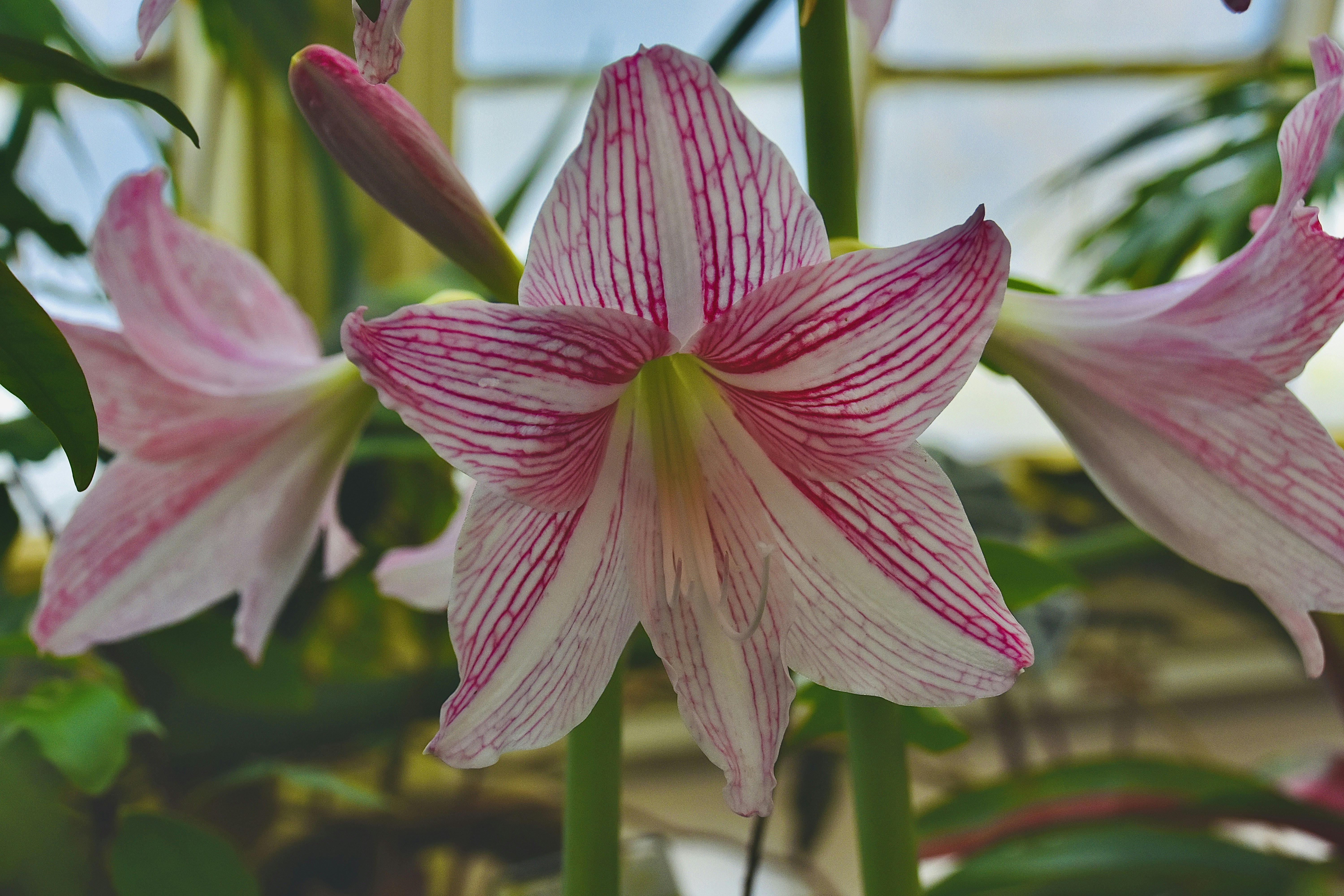 Гіпеаструм — Hippeastrum vittatum