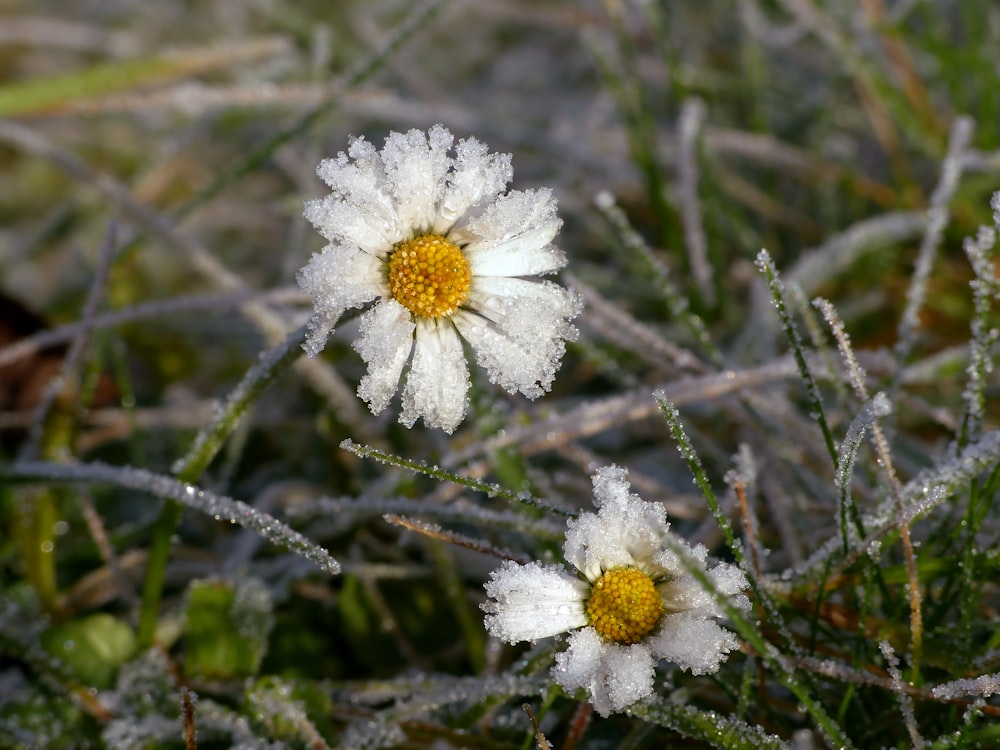 un paio di fiori bianchi seduti in cima a un campo coperto di erba