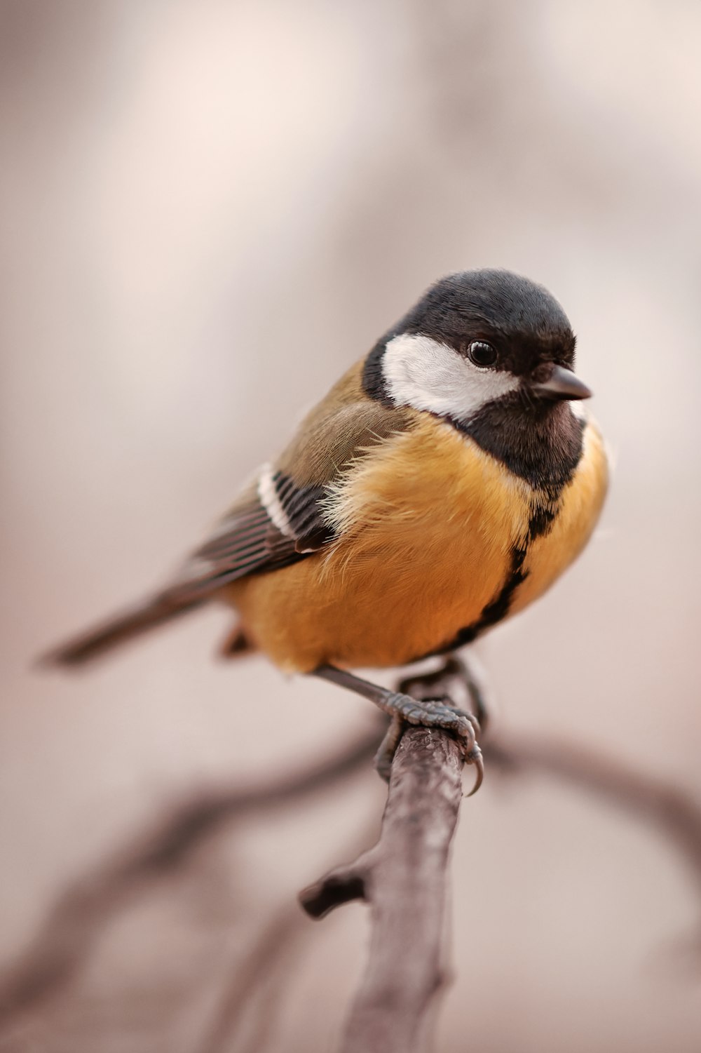 a small bird sitting on top of a tree branch