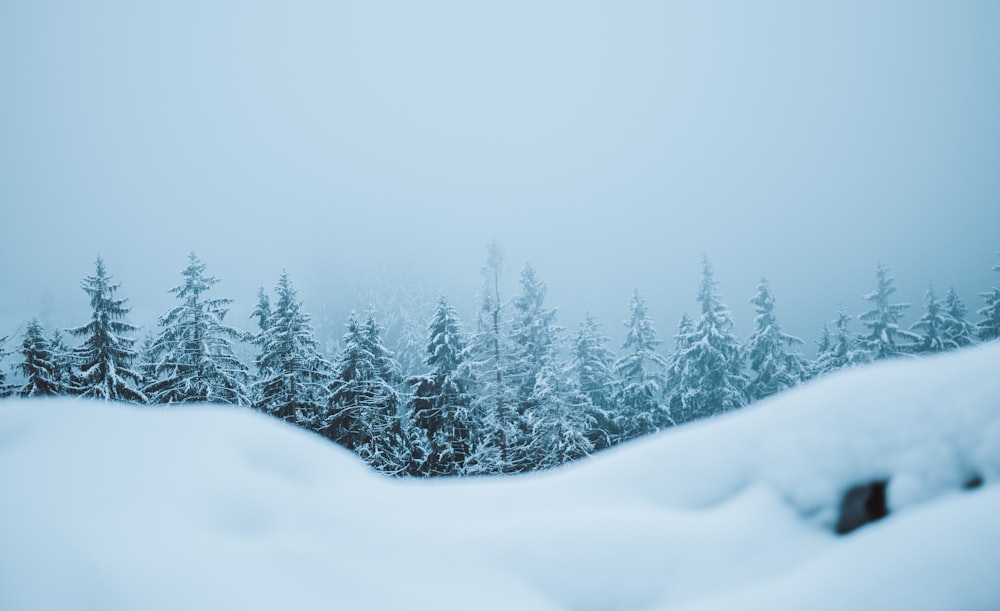 a snowy landscape with trees in the background