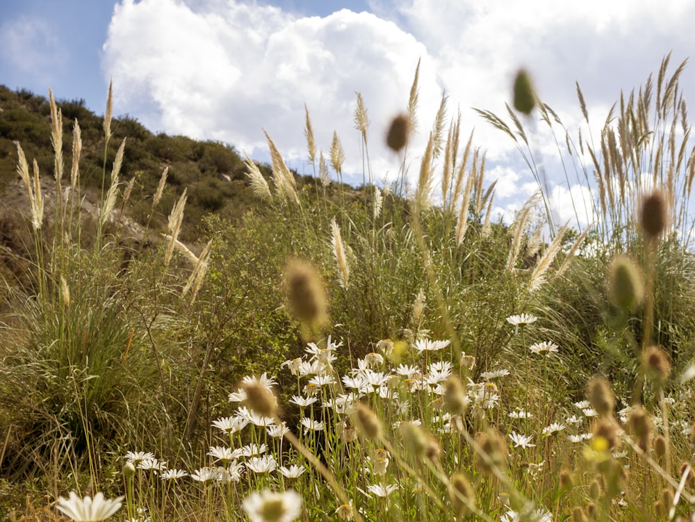 Ein Feld mit hohem Gras und Wildblumen unter einem bewölkten blauen Himmel