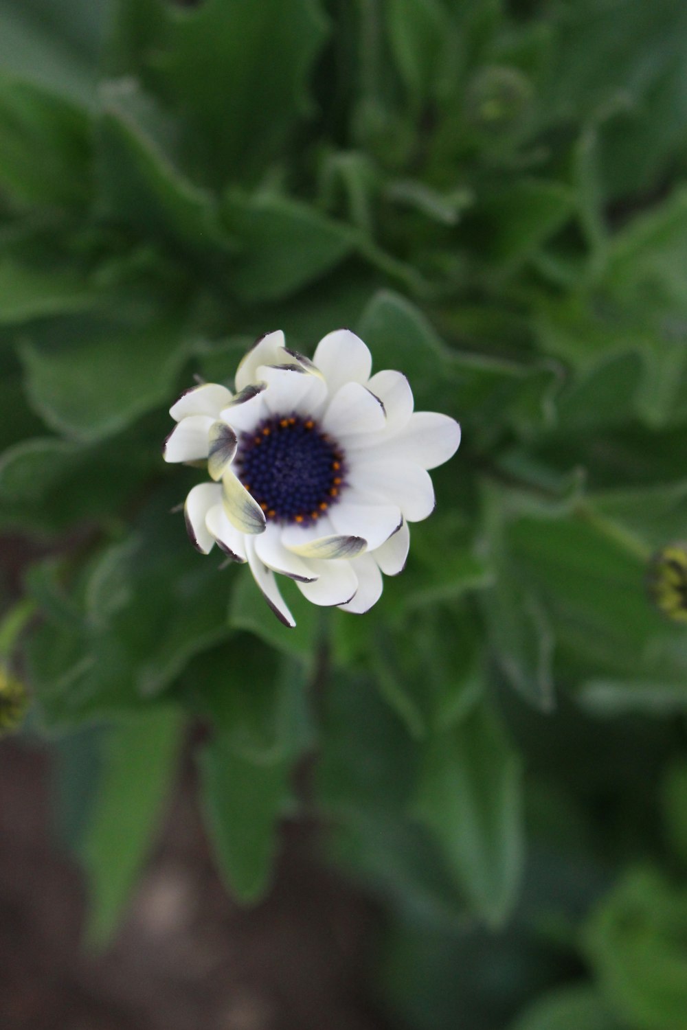 a white flower with a blue center surrounded by green leaves