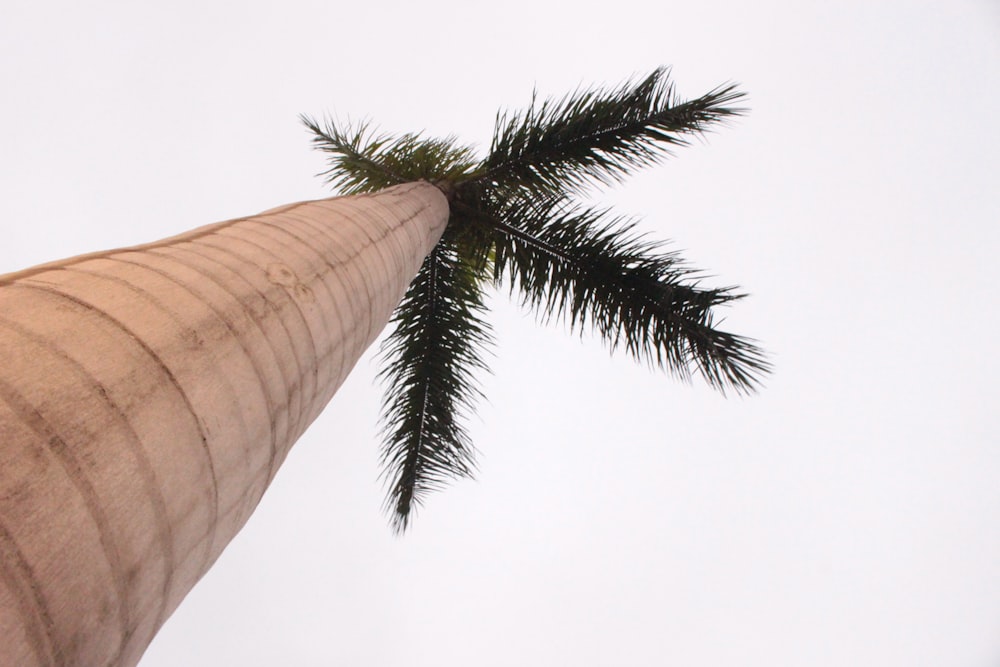 a palm tree with a white sky in the background