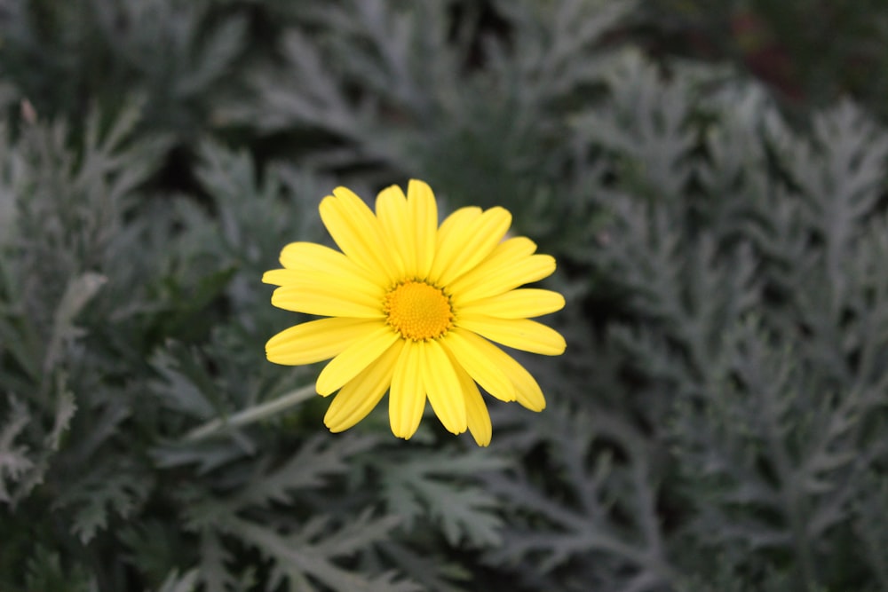 a yellow flower is in the middle of some plants