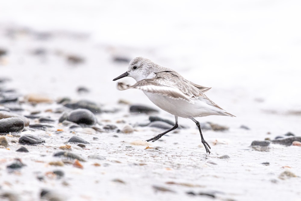 a small bird walking on a rocky beach
