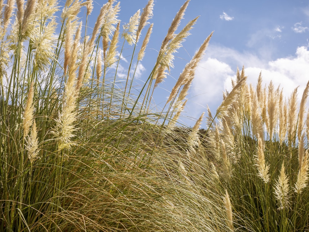 erba alta che soffia nel vento in una giornata di sole