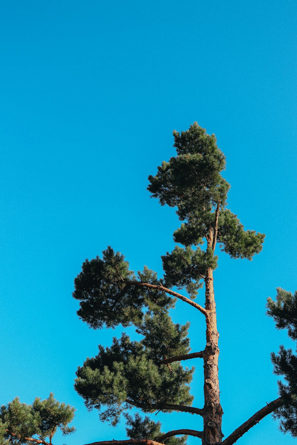 a tall pine tree sitting next to a lush green forest
