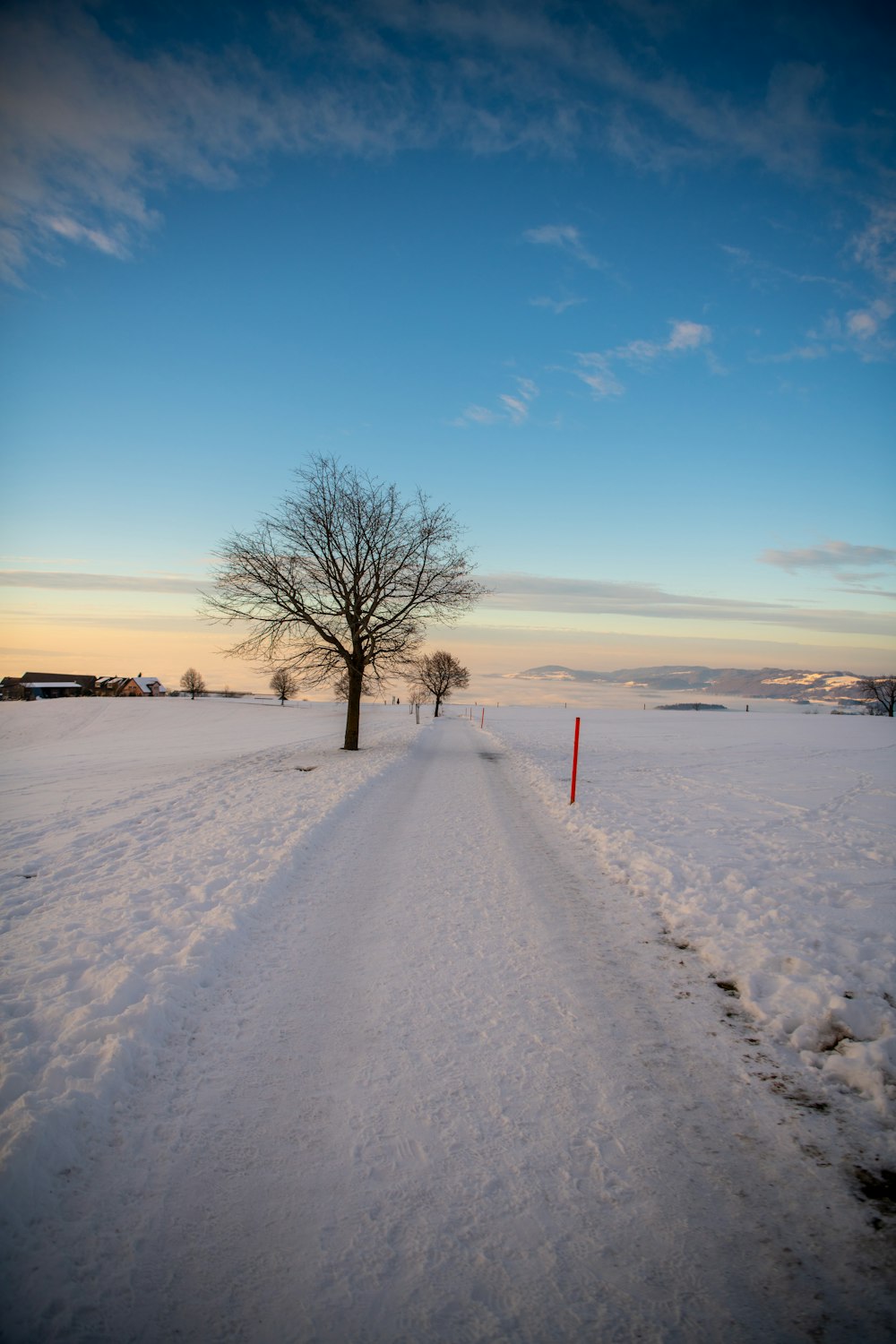 um campo coberto de neve com uma árvore à distância