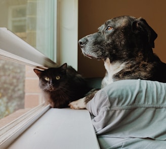 a dog and a cat looking out a window