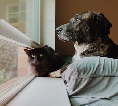 a dog and a cat looking out a window