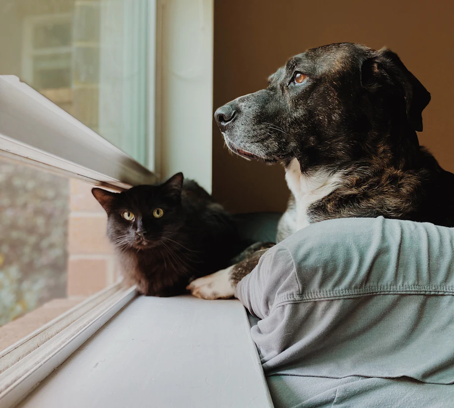 A dog and a cat at home, looking out of the window