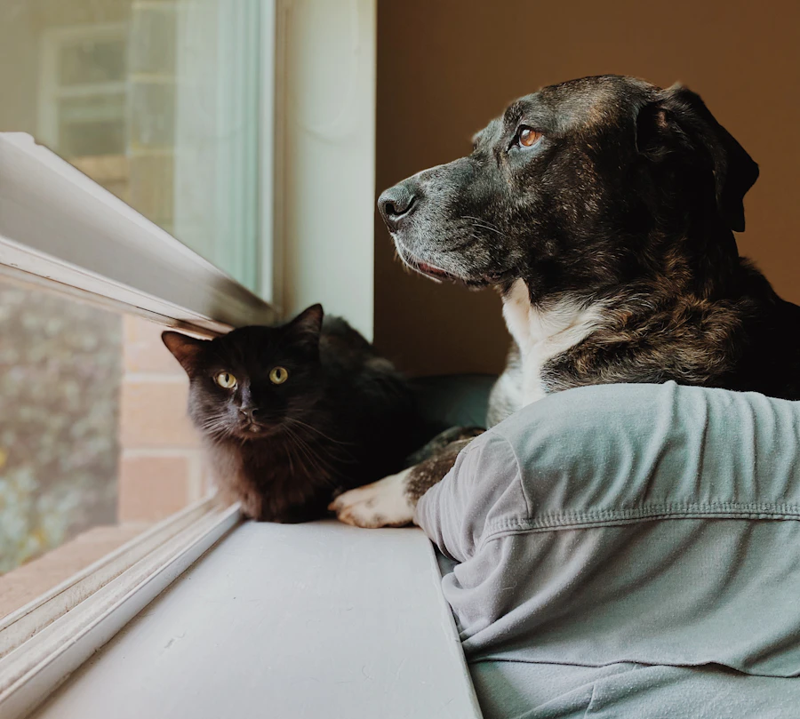 A dog and a cat looking out a window together in a warm home