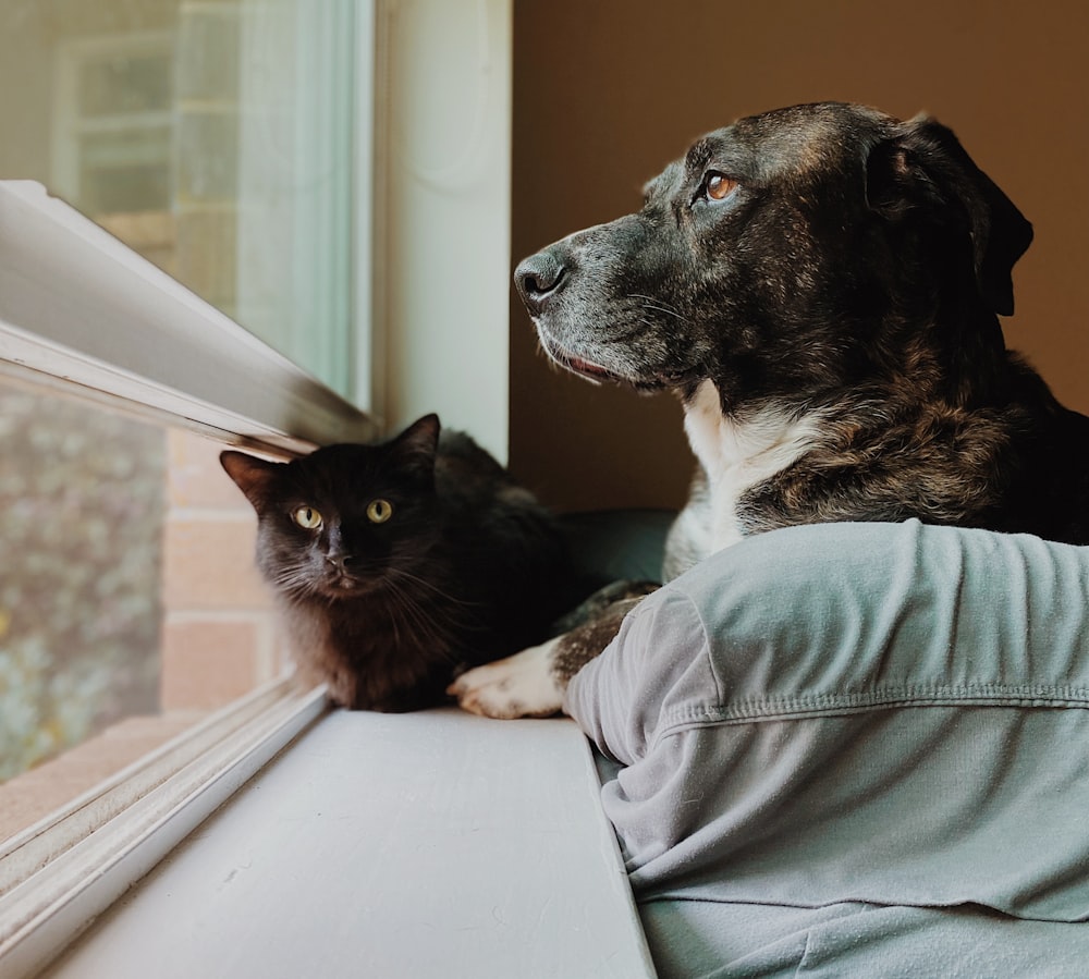 a dog and a cat looking out a window