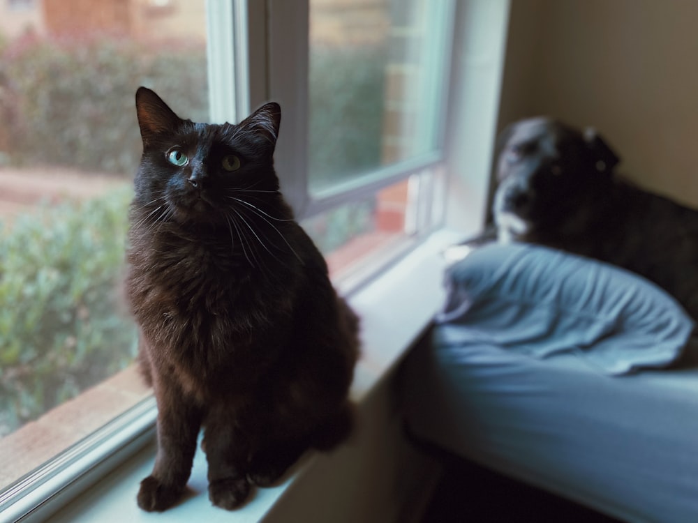 un chat et un chien assis sur le rebord d’une fenêtre