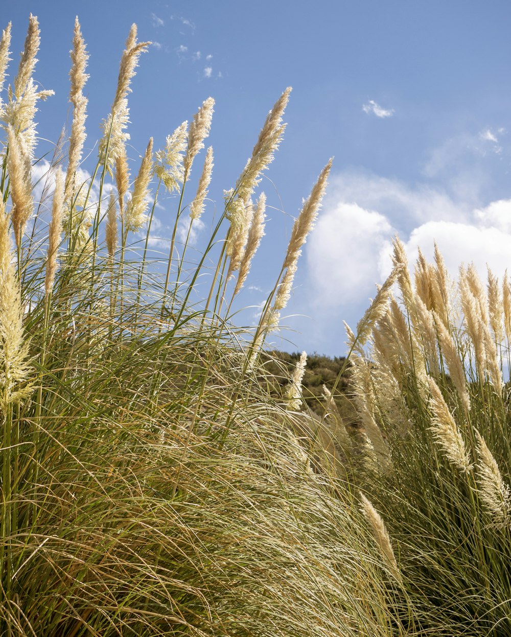 erba alta che soffia nel vento in una giornata di sole