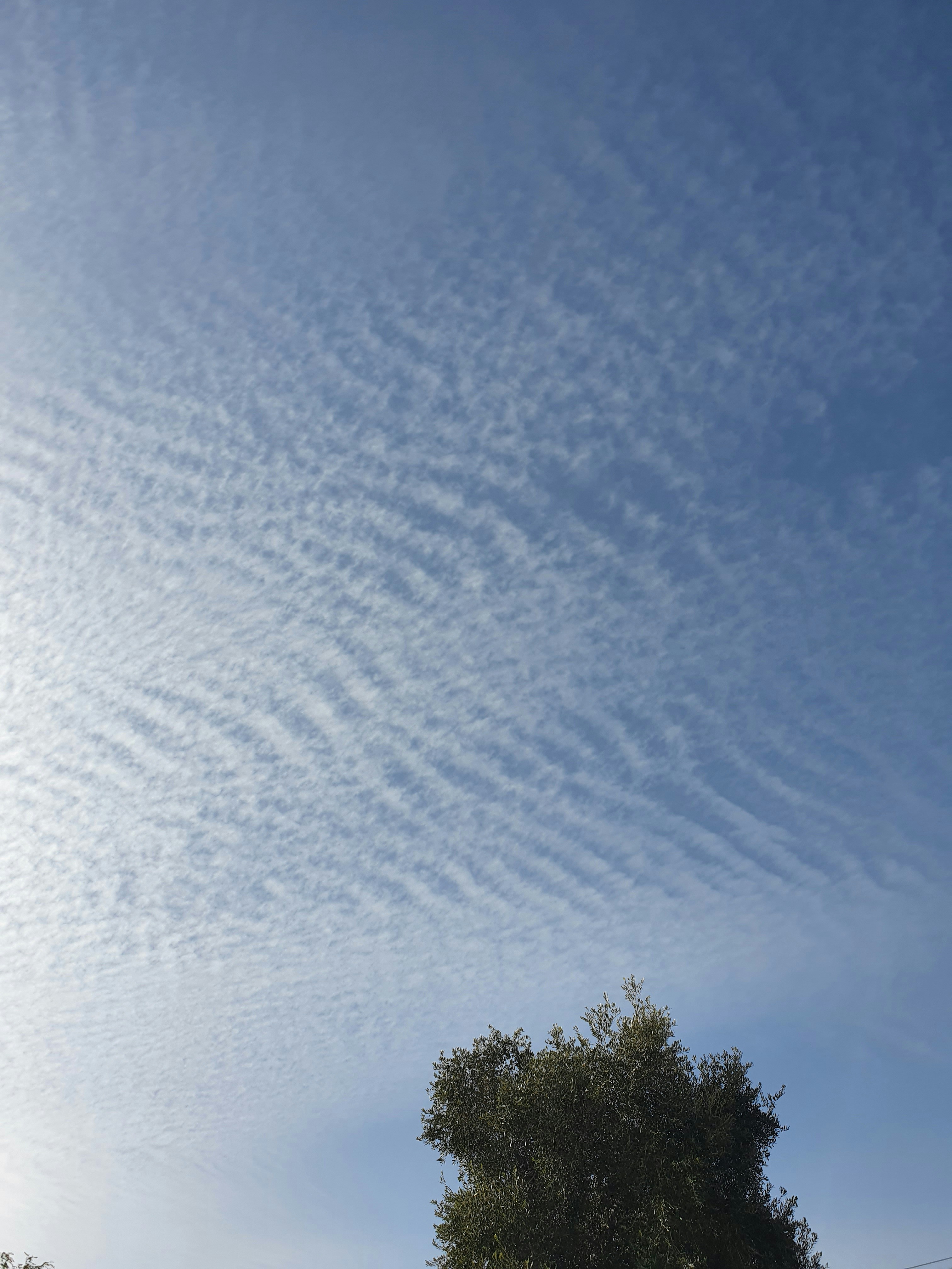 a blue sky with some clouds and a tree