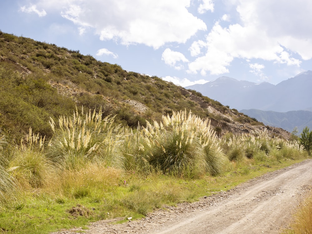 a dirt road surrounded by grass and mountains