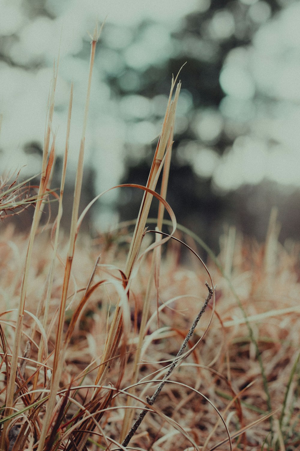 a close up of a grass field with trees in the background