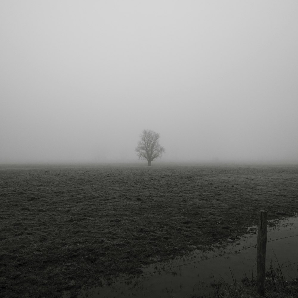 a lone tree stands in a foggy field