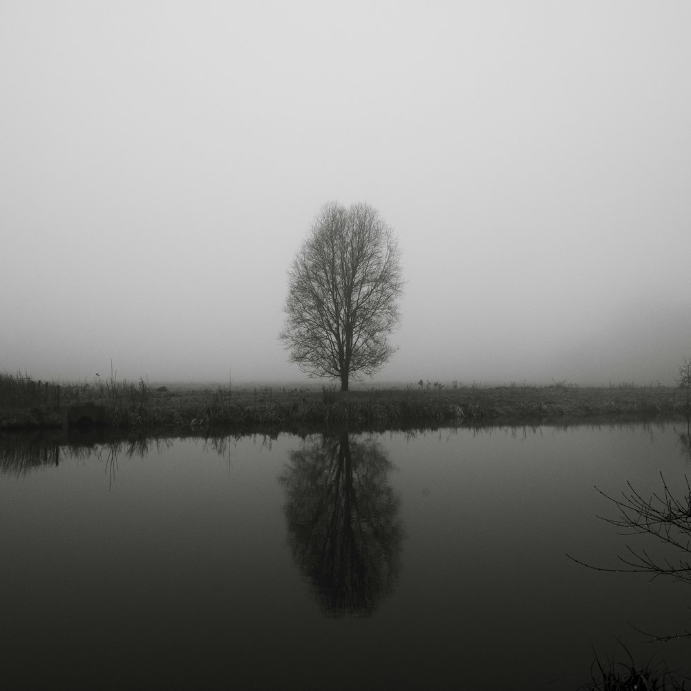 a black and white photo of a tree in the fog