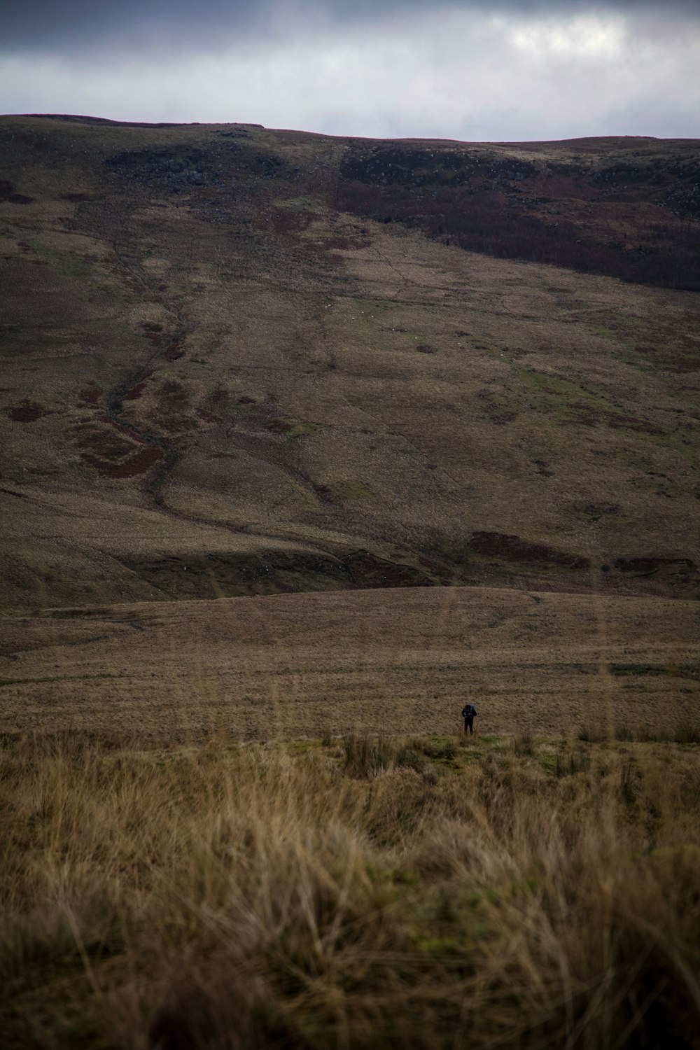 a lone animal standing in a grassy field