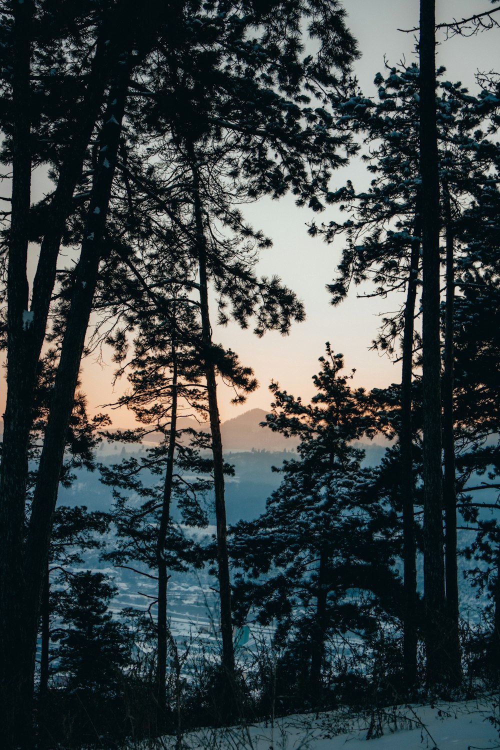 a couple of trees that are in the snow