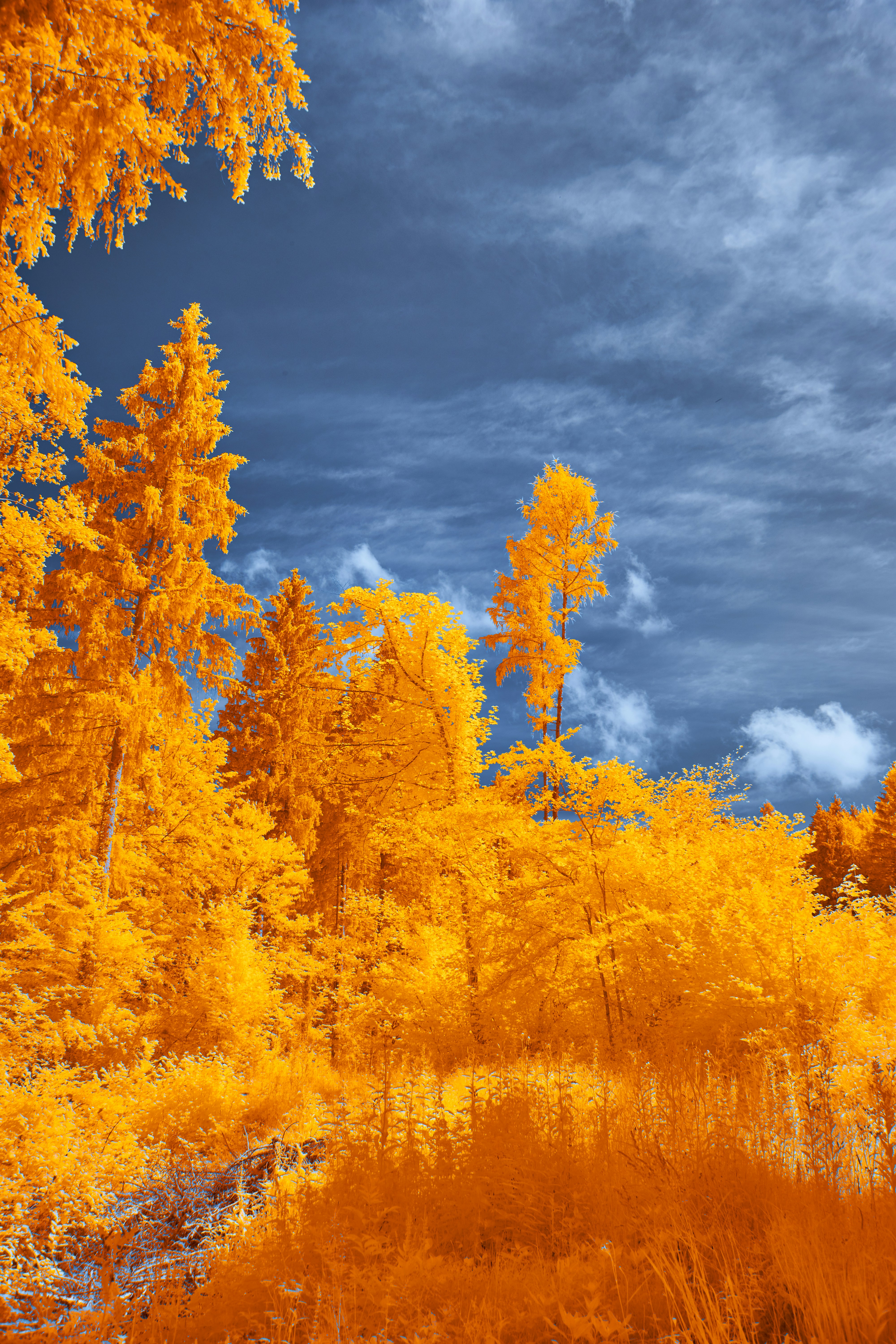 Photo by wolfgang_hasselmann