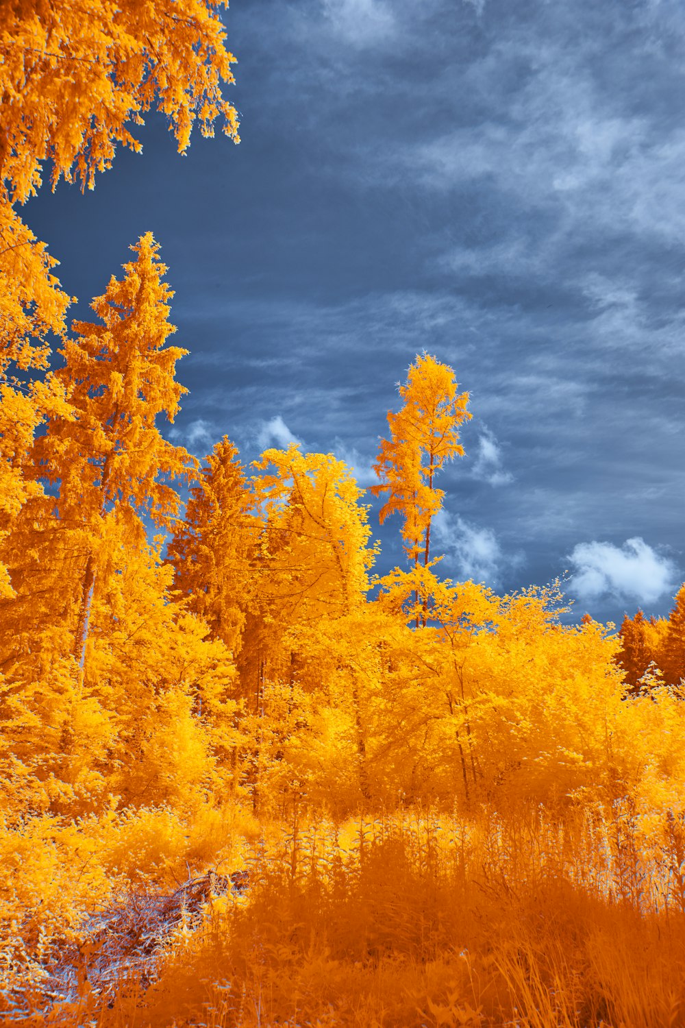 a forest filled with yellow trees under a cloudy blue sky