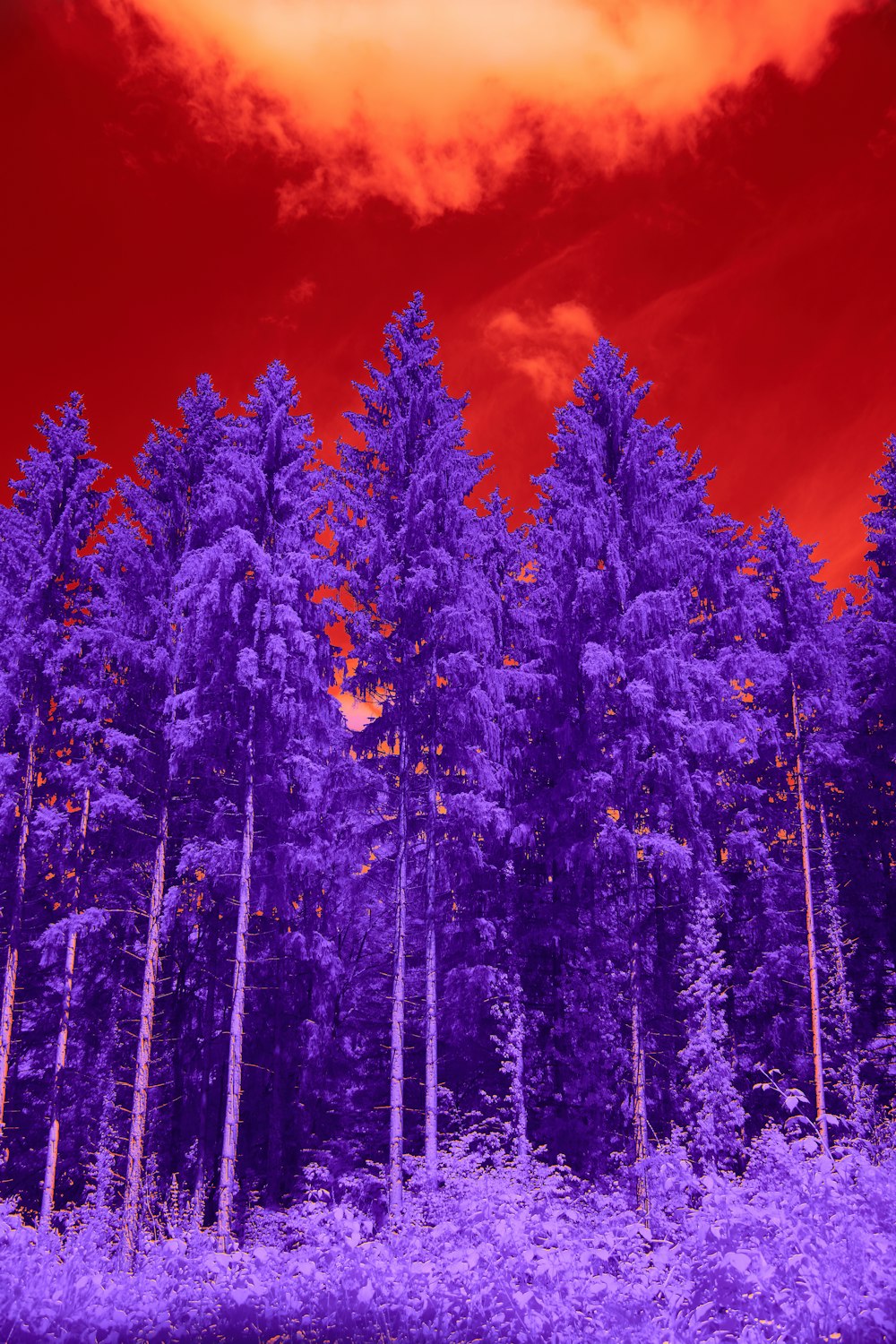 a red and purple photo of a forest