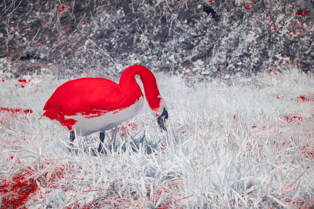 a red and white bird standing in a field