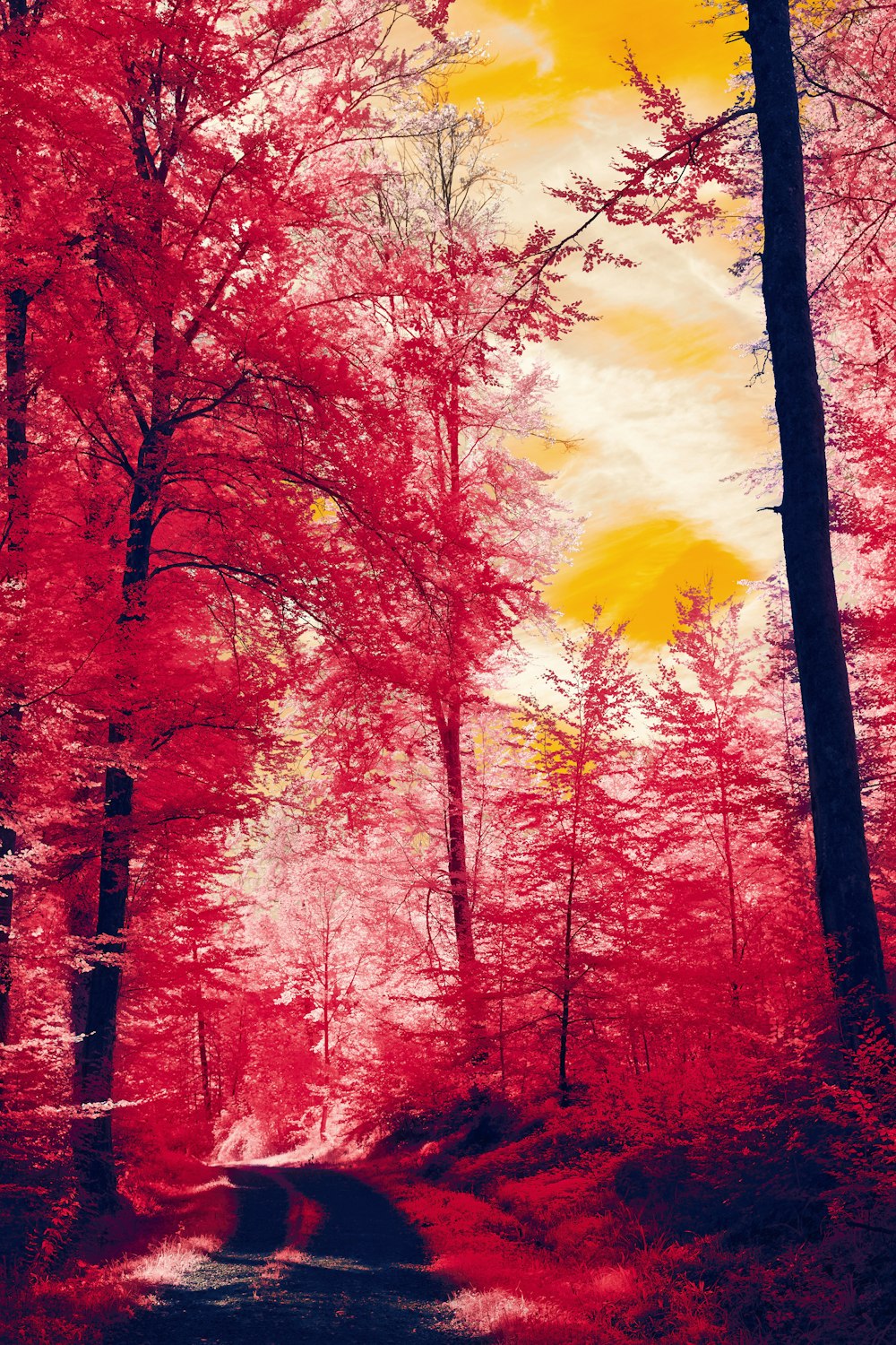 a red and yellow photo of a path in the woods
