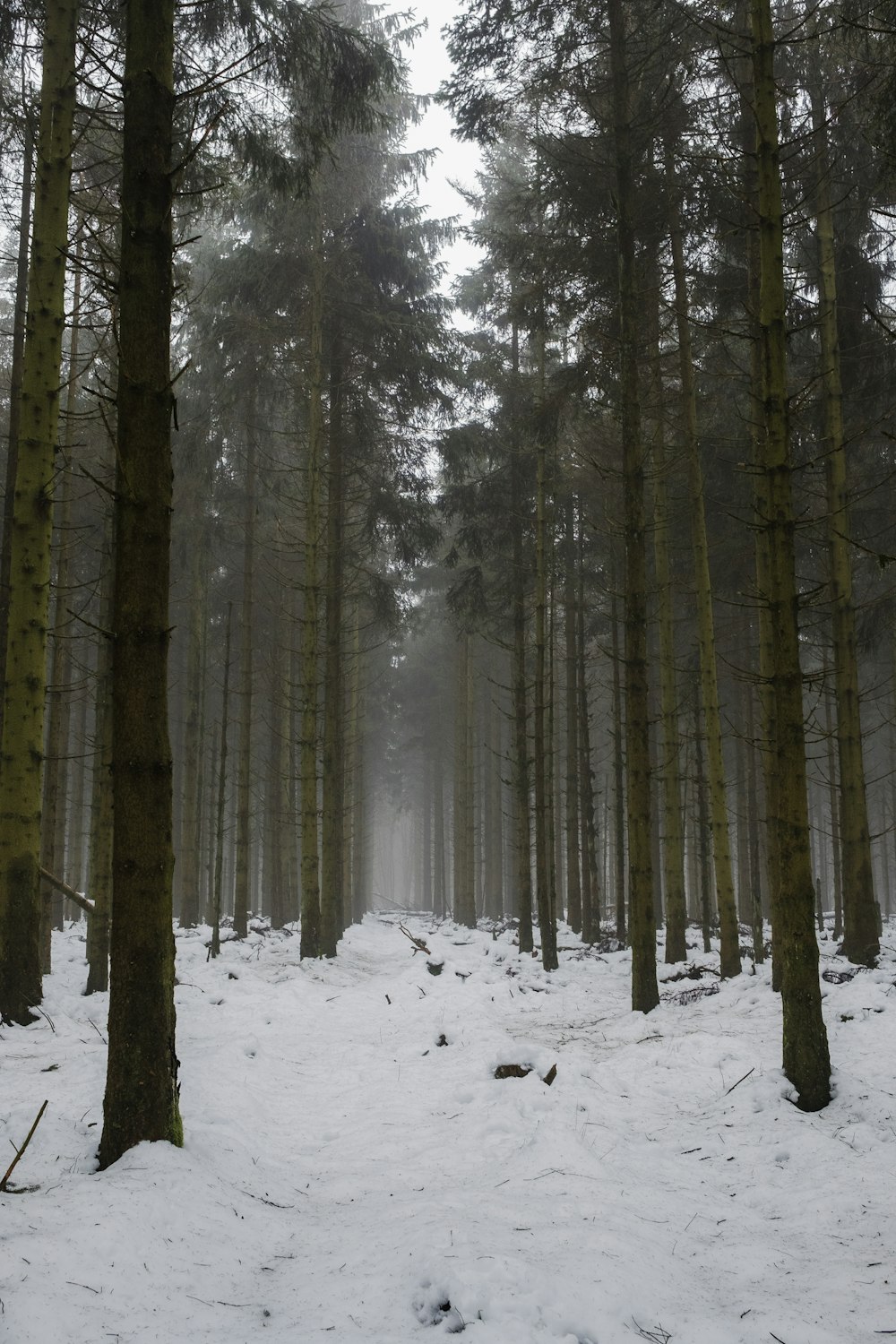 a forest filled with lots of trees covered in snow